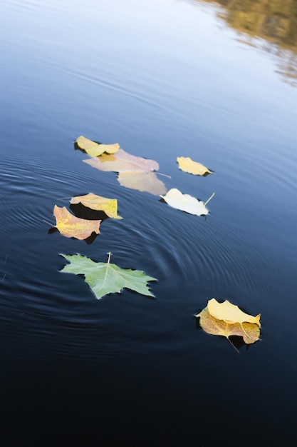 Quelques feuilles sur l'eau