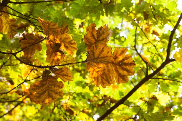 Quelques feuilles d'érable jaunies sur fond de feuillage vert