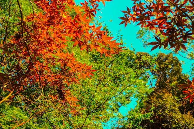 Quelques feuilles d'érable rouge au début de l'automne au parc d'Ueno