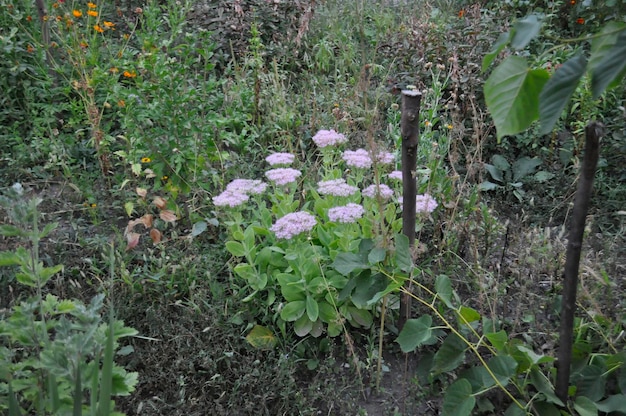 quelques fleurs différentes plantées dans le jardin