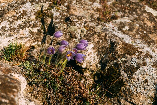 Quelques fleurs de montagne violettes poussant sur un rocher.