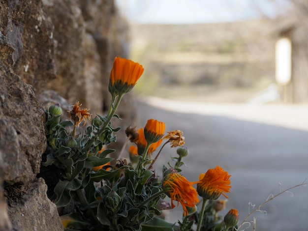 Quelques fleurs orange poussant dans le sol près d'un concept de printemps routier