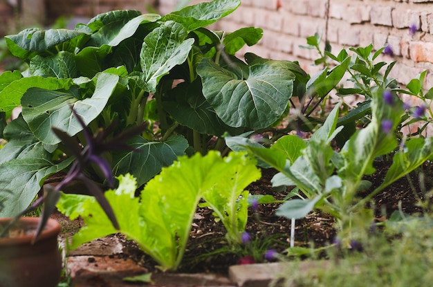 Quelques légumes qui poussent à la maison