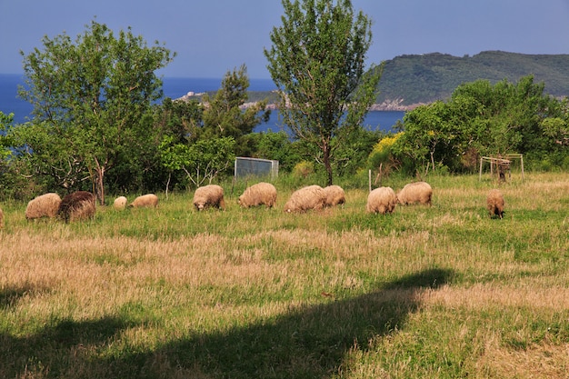 Quelques moutons sur un champ du Monténégro