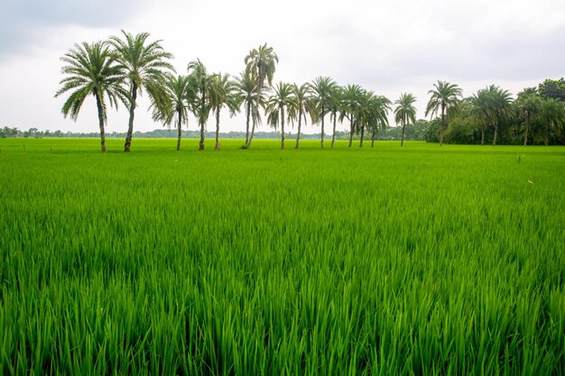 Quelques palmiers dattiers debout dans la rizière verte de Jessore Bangladesh