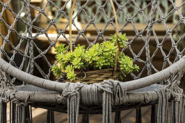 Quelques plantes grasses en pot d'osier enlacées sur un hamac balinais gris