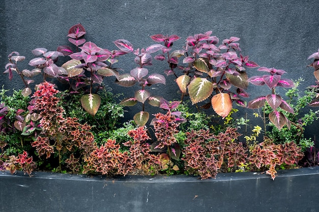 Quelques plantes multicolores contre un mur noir