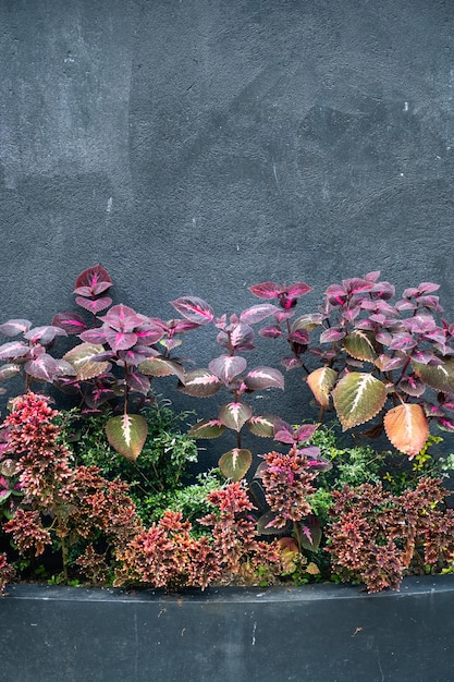 Quelques plantes multicolores contre un mur noir