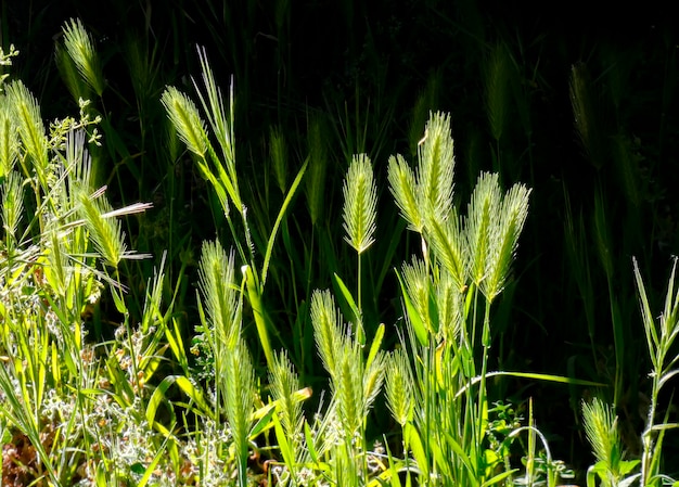 Quelques pointes rétroéclairées dans son environnement naturel sur fond naturel vert foncé hordeum marinum