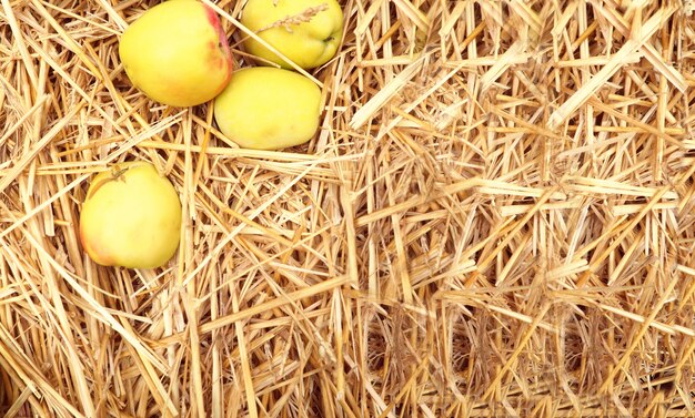 Photo quelques pommes jaunes gisent sur la paille