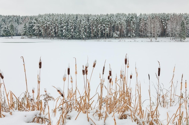 Quenouilles séchées recouvertes de neige et forêt de sapins sur l'autre rive d'un lac gelé