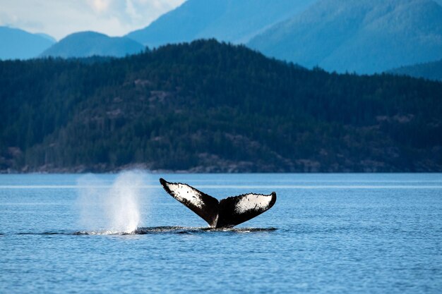 Photo la queue de la baleine à bosse dans les îles discovery près de l'île quadra bc canada