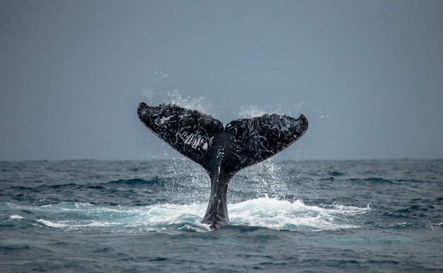 Queue de la baleine à bosse