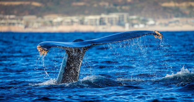 Queue de la baleine à bosse