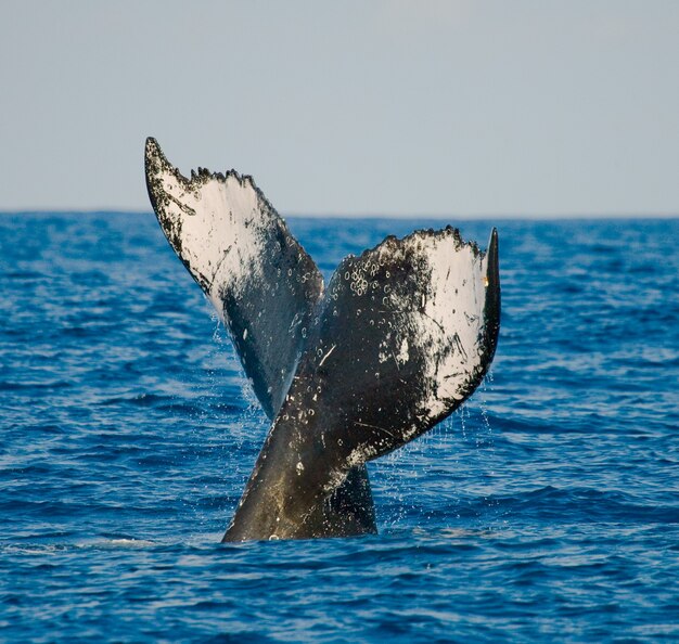 Queue de la baleine à bosse