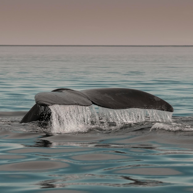 Photo queue de baleine dans la péninsule valdès site du patrimoine mondial de l'argentine patagonie