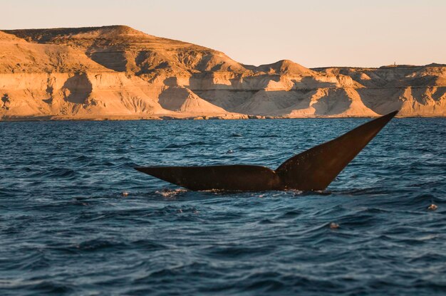 Photo la queue d'une baleine est vue dans l'océan.