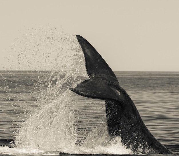 Photo queue de baleine fluke péninsule valdes patagonie argentine