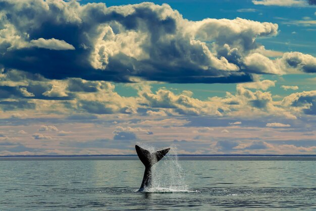 Photo queue de baleine franche australe péninsule valdès patagonie argentine