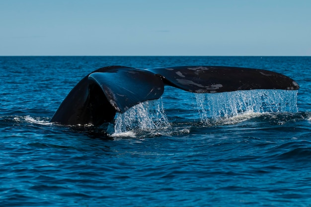 Queue de baleine franche australe, Péninsule Valdés, Province de Chubut, Patagonie, Argentine.