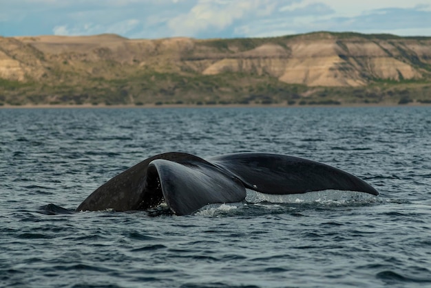 Queue de baleine franche de Sohutern espèces menacées PatagonieArgentine