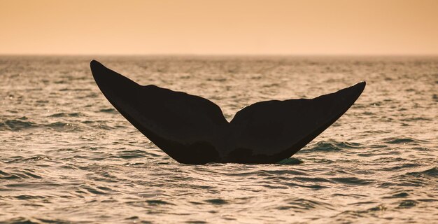 Photo queue de baleine hors de l'eau péninsule valdespatagonieargentine