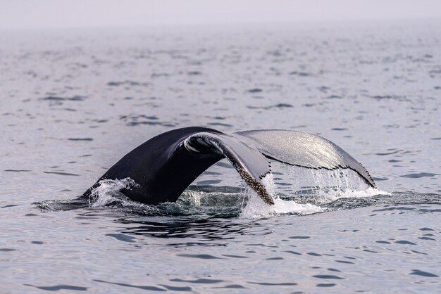 Queue de baleine