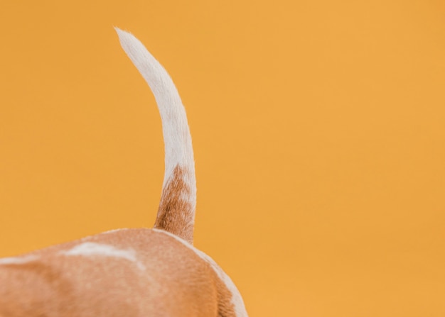 Photo queue de chien devant le mur jaune