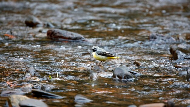 Photo une queue grise se nourrit sur la rivière.