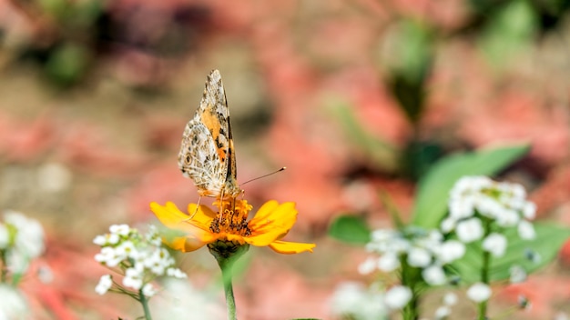 Queue d'hirondelle ou papillon machaon poirier sur la fleur de cosmos à Sotchi Russie