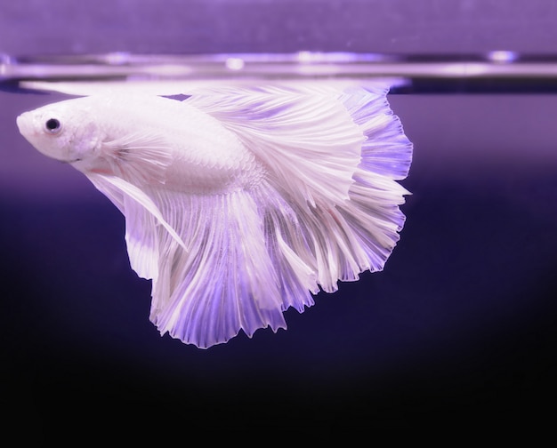 Photo queue de poisson bêta blanc rouge nager dans le réservoir d'eau