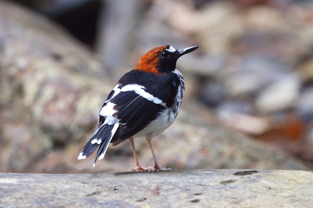 Queue de pommier à poil de châtaigne Enicurus ruficapillus Beaux oiseaux de Thaïlande