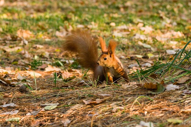 Quick Squirrel à la recherche de noix