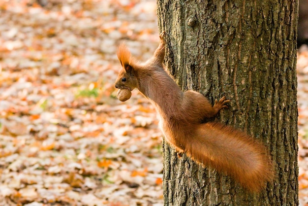 Quick Squirrel à la recherche de noix