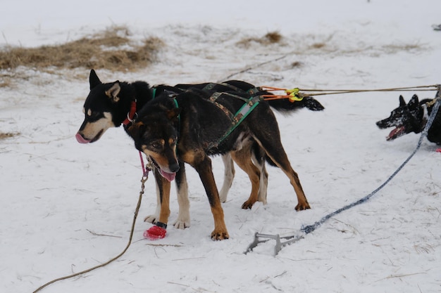 Équipe de chiens de traîneau du nord husky d'Alaska dans le harnais en hiver Les chiens de sport se reposent après la course