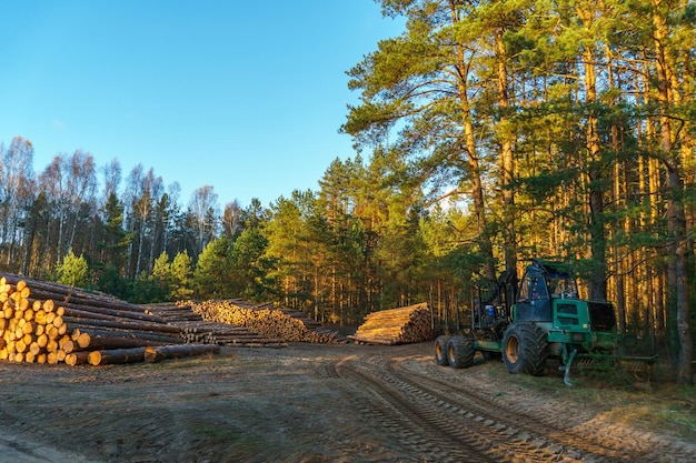 Équipement d'exploitation forestière en forêt Chargement des grumes pour le transport Récolte et stockage du bois en forêt Transport de grumes fraîchement coupées pour l'industrie forestière