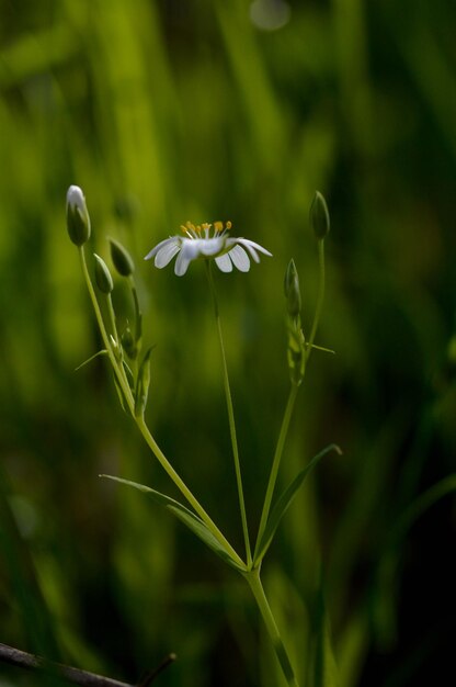 Rabelera millepertuis petite fleur blanche dans la nature