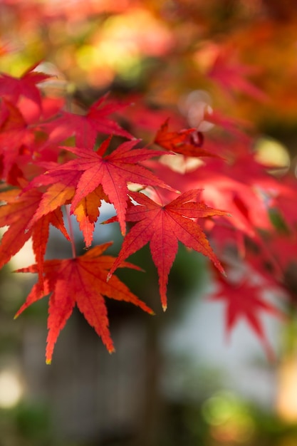 Érable à l'automne