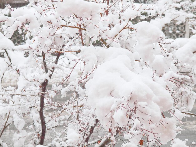 Érable dans la neige