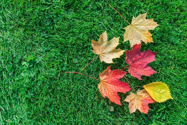 Érable à feuilles d'automne sur l'herbe verte