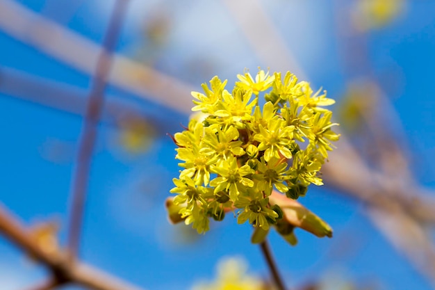 Érable en fleurs se bouchent