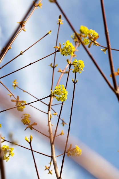 Érable en fleurs se bouchent