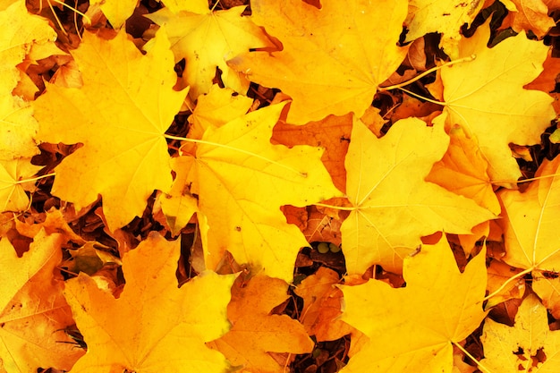 Érable jaune automne feuilles fond. Texture colorée de feuilles tombées en automne De plein air.