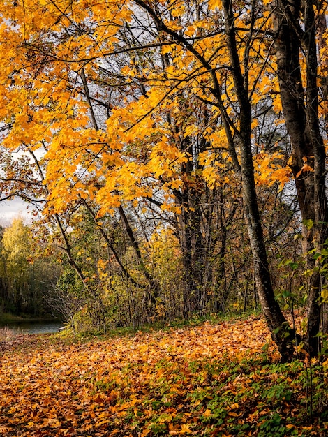 Érable jaune sur un fond d'automne ensoleillé naturel lumineux. Vue verticale.