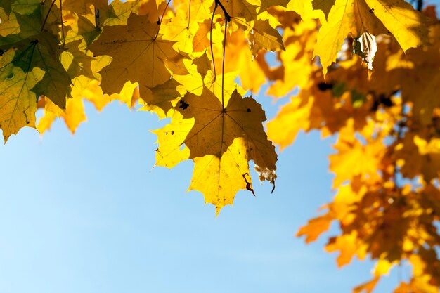 Érable photographié à l'automne. Sur les branches feuillage jauni et jaune.