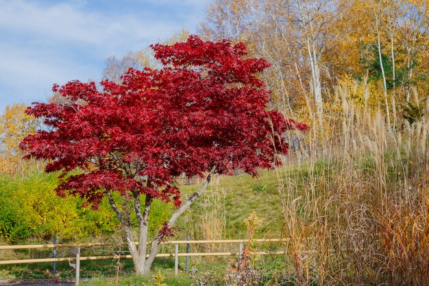 Érable rouge feuilles en automne avec le ciel bleu flou fond