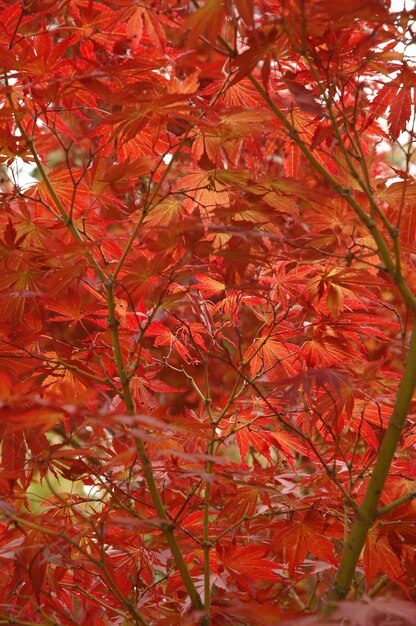 Érable rouge japonais en automne