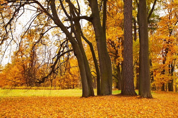 Érables d'automne colorés dans le parc