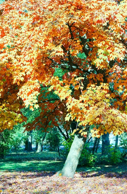 Érables d'automne dans le parc de la ville d'automne