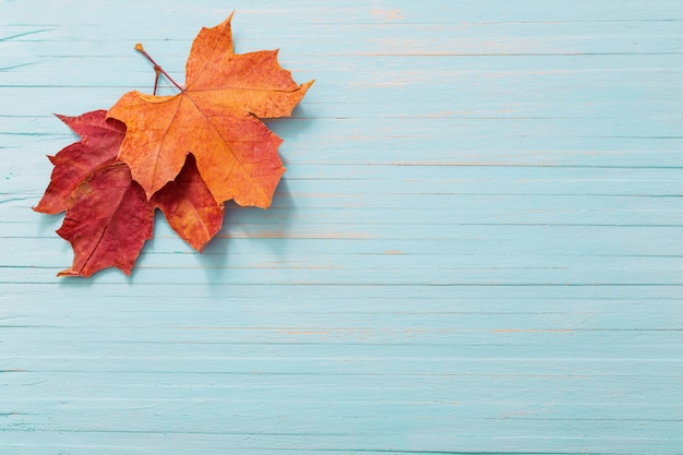 Érables d'automne sur fond de bois bleu